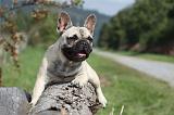 BOULEDOGUE FRANCAIS 677